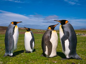 King pinguins sur Remco van Kampen