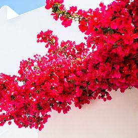 Mediterranean Blue Profilfoto