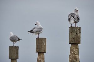 Royal Albatross Centre, Otago, Dunedin, Neuseeland - 10. Januar 2019 : Möwen auf Holzpfählen im Alba