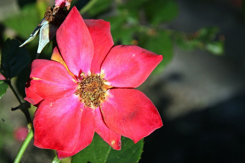 Flowerpower by Kirsten L.