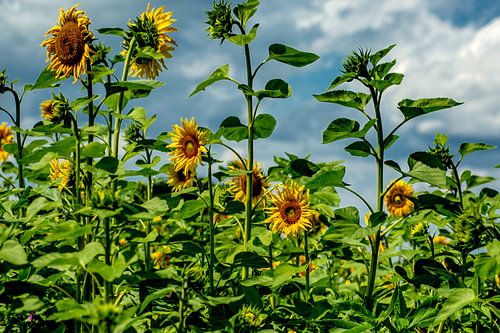 le champ de tournesols