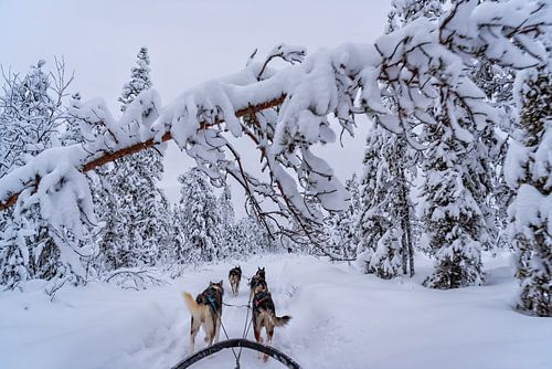 Sledetocht in Lapland, (Zweden).