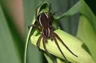 edged shore spider, water spider by EnWout thumbnail