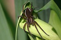 edged shore spider, water spider