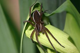 edged shore spider, water spider