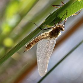 Libellule fauve sur Matthias Brix