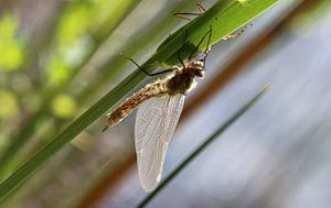 Falkenlibelle
