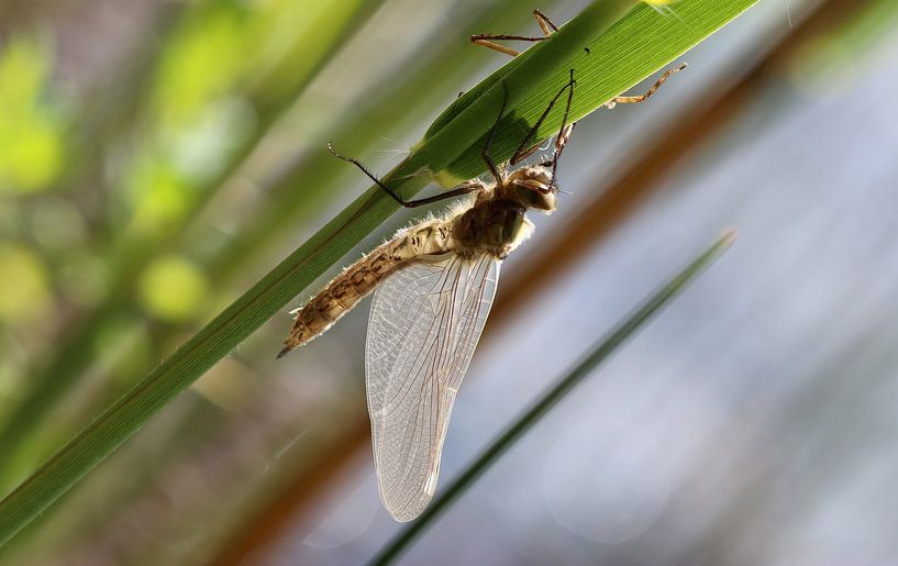 Libellule fauve par Matthias Brix