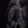 Photo noir tête cheval frison sur Ellen Van Loon
