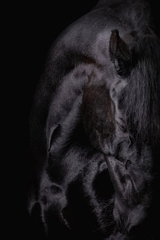 Photo noir tête cheval frison