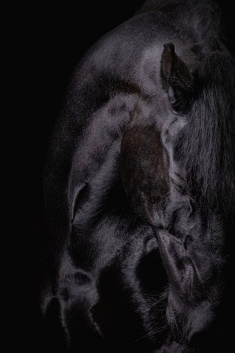 Blackfoto hoofd Fries paard