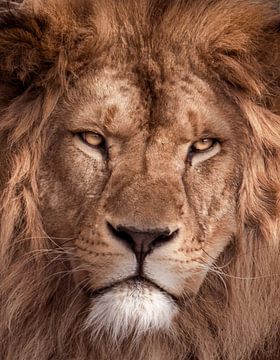 Portrait of a lion by Erik Spiekman