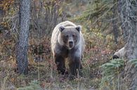 Grizzly beer in een herfstsetting van Menno Schaefer thumbnail