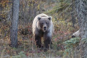 Grizzly bear in autumn colors von Menno Schaefer