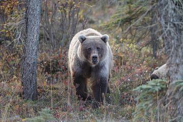 Grizzly beer in een herfstsetting