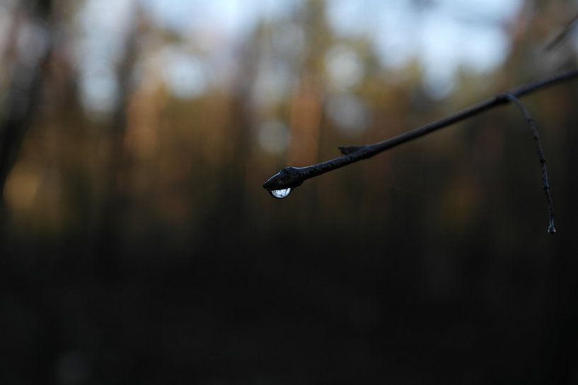 Waterdruppel von Jessica Strijbos