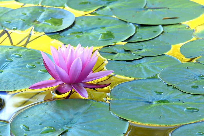 water lily by Wiltrud Schwantz
