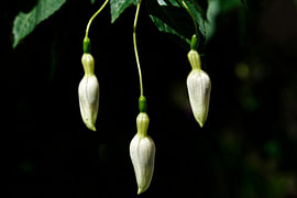 Promise of Bloom – Three Fuchsia Buds by Korayu Photography