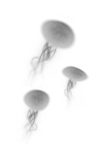 Jellyfish N.3