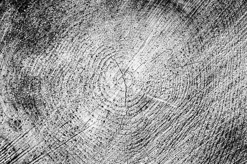 anneaux annuels, coupe transversale d'arbre, variante noir et blanc