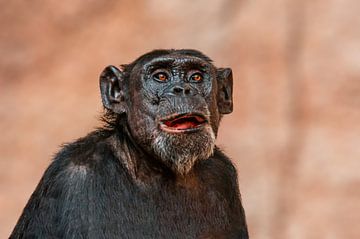 West-Afrikaanse Chimpansee van Mario Plechaty Photography