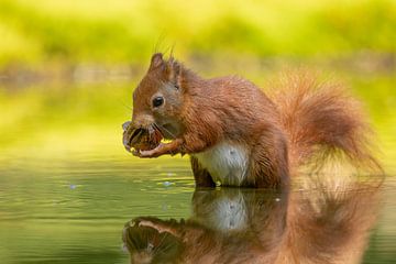 Zwangere eekhoorn in t water