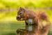 Schwangere Eichhörnchen im Wasser von Tanja van Beuningen