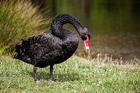 Schwarzer Schwan