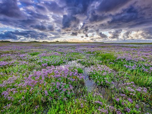 Lamsoor op Texel.