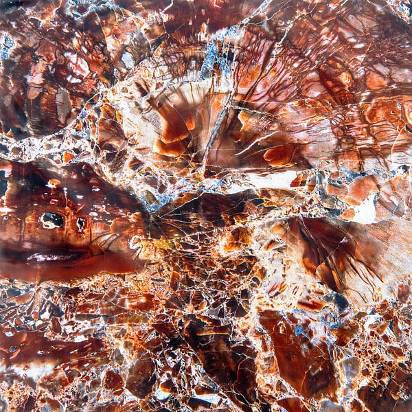 Versteinertes Holz von Ko Hoogesteger