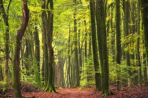 Märchenwald, der Speulderwald im Sommer