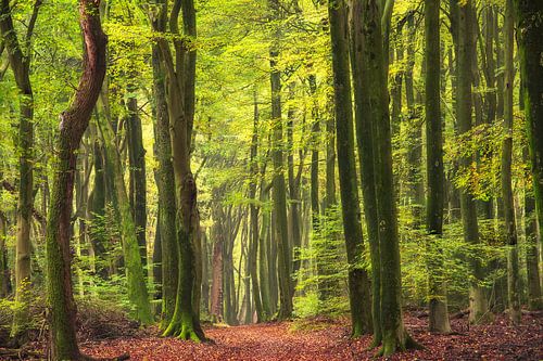 Fairytale forest, the Speulder forest in summer