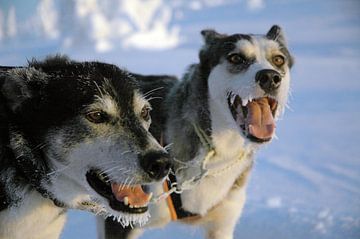 Blaffende honden bijten niet - Zweedse sledehonden van Barbara Koppe
