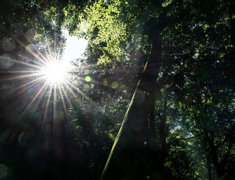 Zon breekt door de bomen von Monique Pulles