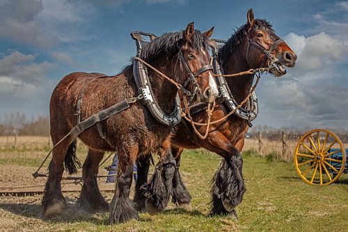 Chevaux de trait zélandais sur Lisette van Peenen