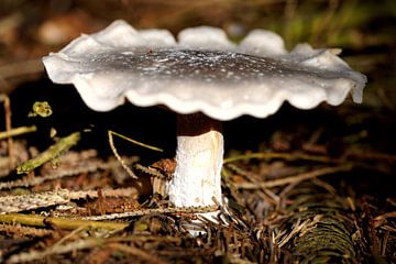 door strijklicht beschenen paddenstoel van Stobbe; natuurfotografie