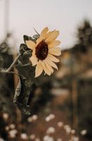 Sonnenblume