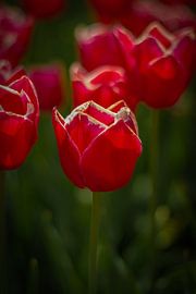 rode tulp by Tom Knotter
