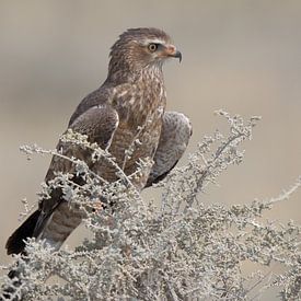 Roofvogel op de uitkijk 2 van De wereld door de ogen van Hictures