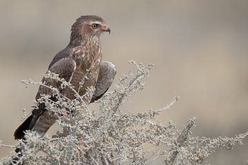 Roofvogel op de uitkijk 2 van De wereld door de ogen van Hictures