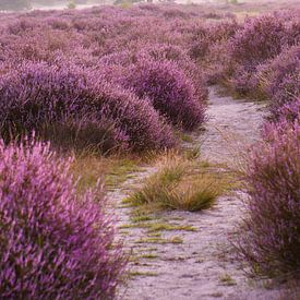 Dunes de Loonse et de Drunense. sur Roy IJpelaar