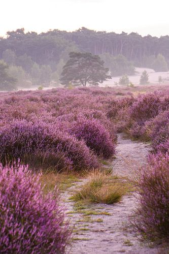Loonse en Drunense Duinen.