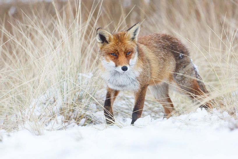 Hiver par Pim Leijen