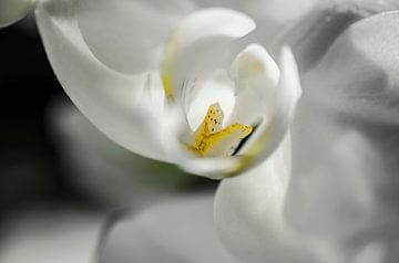 Orchidee macro van Robby Stifter