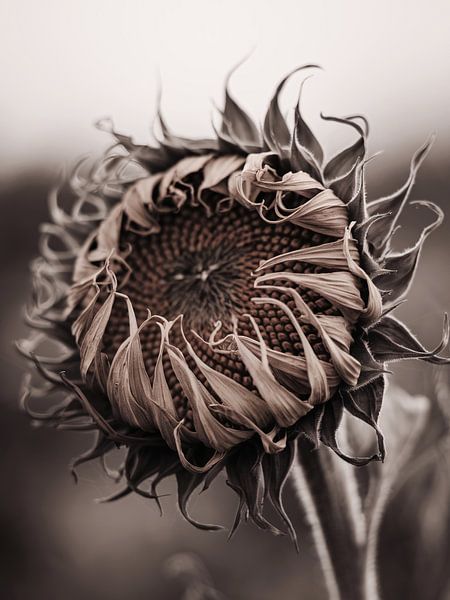 Tournesol flétri en sépia par Imperial Art House