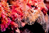UNDERWATER ART - KORAAL van LISA DC thumbnail