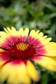 Living nature - Flower by Lindenthal.ART