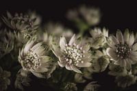 Wit Zeeuws knoopje | Werk aan de muur bloemen