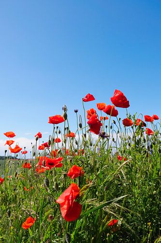 Poppies in the wind