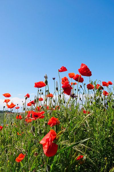 Mohn im Wind von Ostsee Bilder